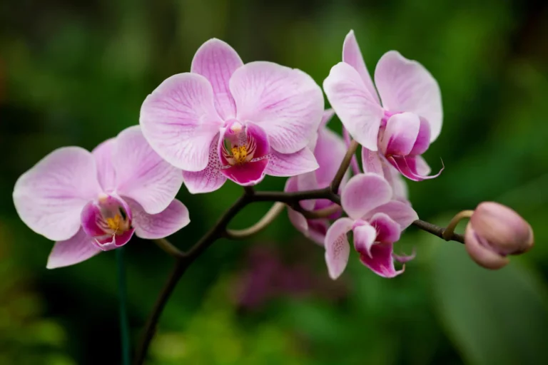 identificar e tratar pragas e doenças de orquídeas